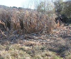 Los jabalíes vuelven a destrozar las plantaciones de maíz de la ribera del Jiloca